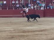 Los saltos de los recortadores cortaban la respiración de los asistentes.