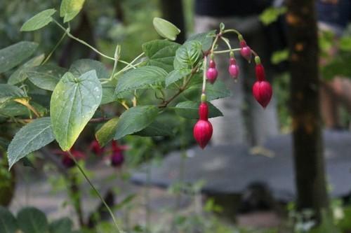 En el jardín botánico de la Almunya del Sur.