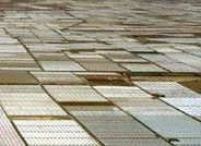 La combinación de invernadero tipo Almería y suelo arenado continúa después de 50 años gozando de una excelente salud