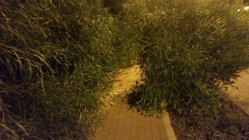 UPyD El Ejido denuncia el mal estado de Almerimar y exige un mantenimiento acorde a los impuestos que se pagan