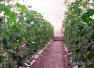 La Guardia Civil detiene a dos personas por la sustracción de un centenar de cabillas en una explotación agrícola