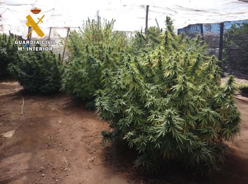 La Guardia Civil se incauta de 35 plantas de marihuana y detiene a 6 personas por diferentes delitos contra la salud pública en El Ejido