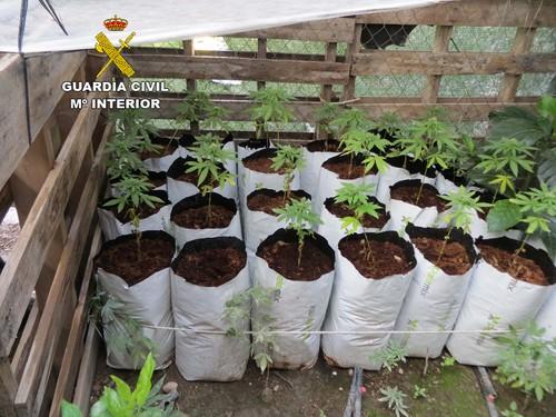 La Guardia Civil detiene a una persona en Berja por el cultivo de 60 plantas de marihuana en invernadero