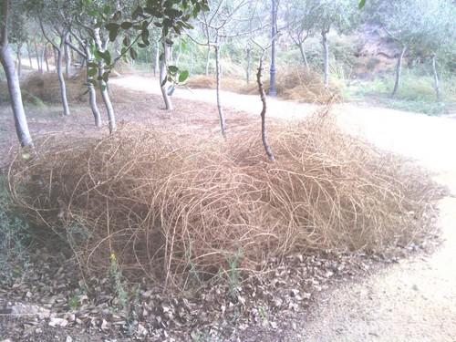 Izquierda Unida demanda la adecuación y mejora del Parque forestal de Matagorda