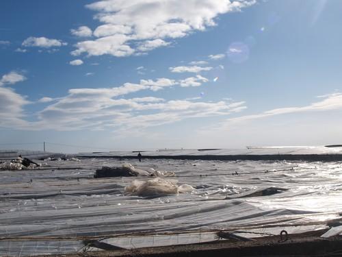 El Consistorio ejidense recibió 245 peticiones de licencias para modernización de invernaderos en 2014, un 15% más que en 2013