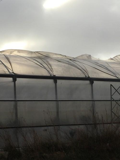 Las fuertes rachas de viento destrozan cubiertas de invernadero y otras partes de la estructura
