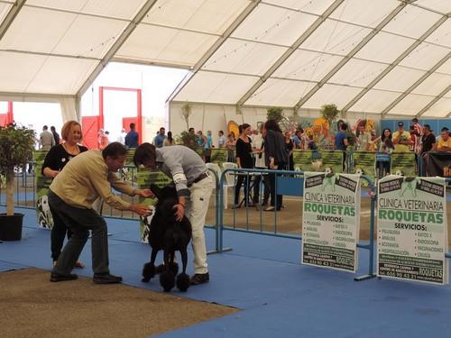 Más de 300 perros de raza se darán cita este fin de semana en El Ejido dentro de la ‘III Exposición Canina Nacional e Internacional’ y el ‘Campeonato del Mediterráneo’