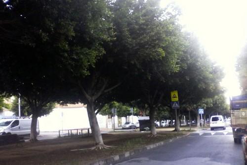Jacarandas, setos de plantas aromáticas y mobiliario urbano renovado adornarán el nuevo Paseo de Las Lomas