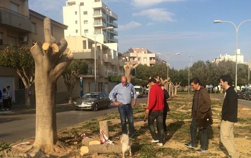 UPyD El Ejido denuncia “la tala injustificada de árboles que el gobierno del Partido Popular está realizando en el Paseo de Las Lomas”