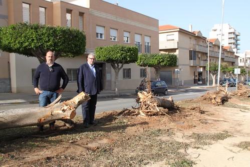 El PSOE de El Ejido denuncia la prepotencia del alcalde y el concejal de Obras Públicas al talar masivamente árboles en el Paseo de las Lomas
