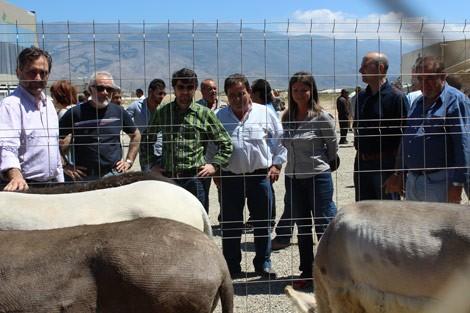 Tarambana acoge este fin de semana la ‘III Feria del Ganado’
