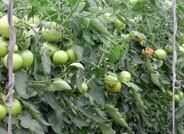 COAG pide al Subdelegado que reaccione ante las graves acusaciones de Channel 4 News contra la agricultura almeriense