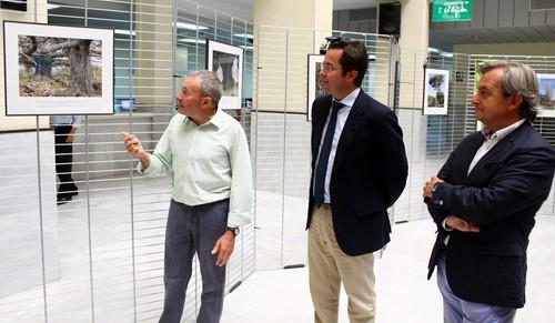 El Patio de Luces del Ayuntamiento de El Ejido acoge una muestra fotográfica que repasa los ‘Árboles Singulares de Almería’