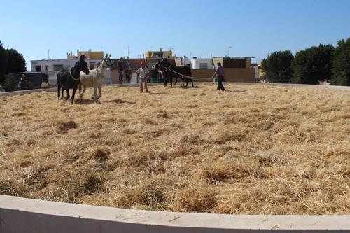 Decenas de ejidenses participaron en el V Encuentro de Trilla, en La Aldeílla