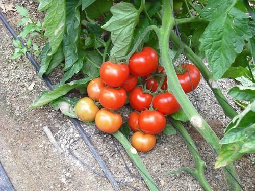 Un hombre fallece en Níjar mientras descargaba un camión con tomates