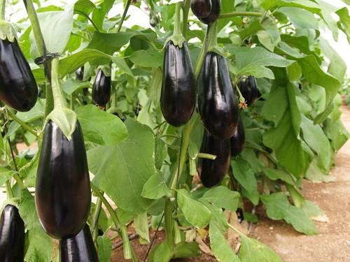 El pleno da el ‘sí’ y pedirá a la Junta de Andalucía que transfiera al Consistorio la parcela donde su ubicará Frutilados