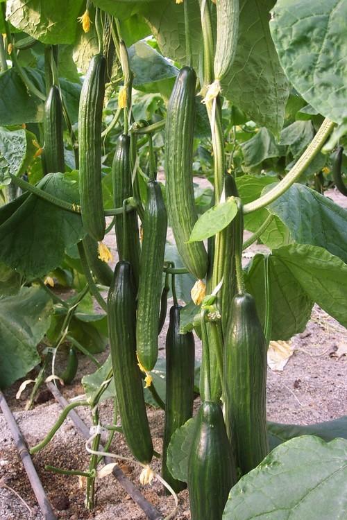 La cotización de pepino, un 50% por debajo del coste de producción