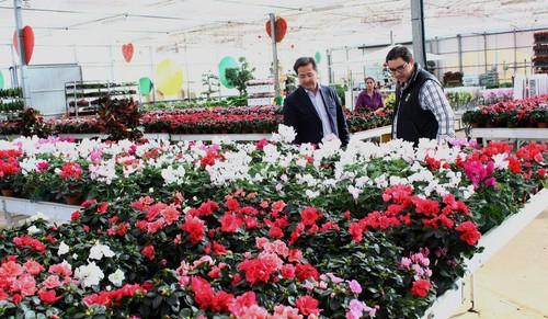El sector ornamental ejidense genera ya el 50% de la producción de pascueros que exporta Almería a los mercados nacionales e internacionales