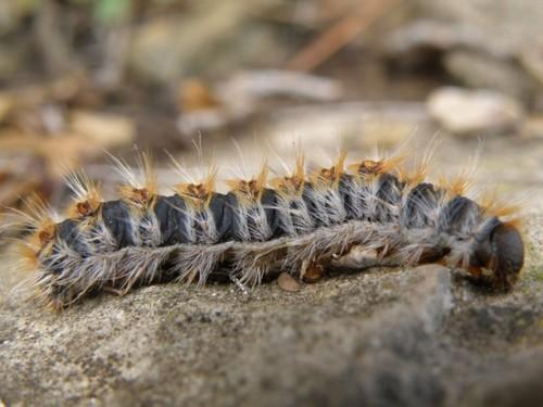 El Ayuntamiento comienza un plan preventivo y de fumigación contra la oruga procesionaria