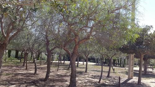 Rivera desmiente que el Parque Forestal de Matagorda esté abandonado como denuncia la oposición