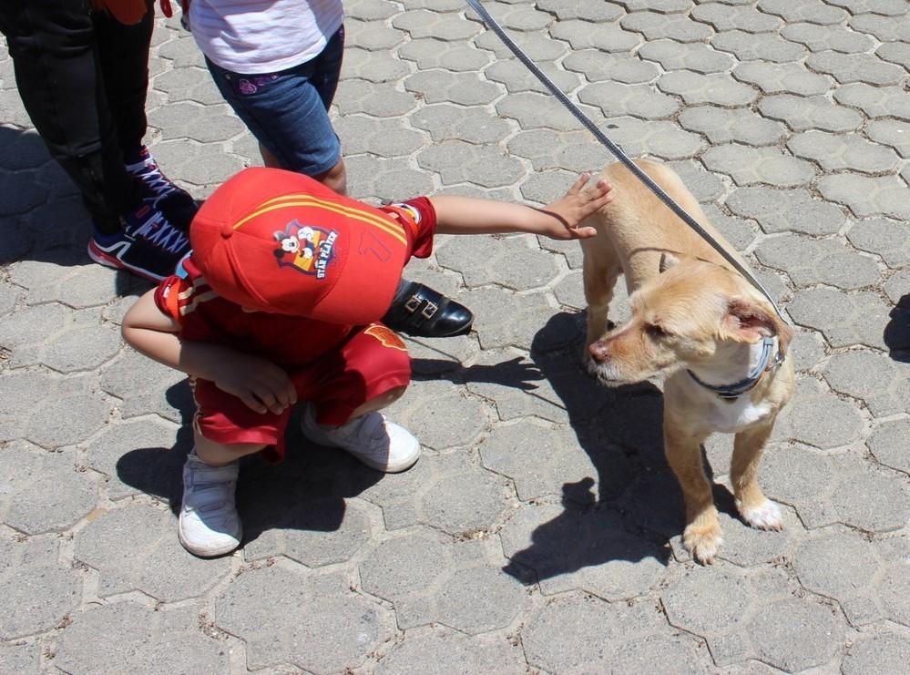 El Ayuntamiento organiza la jornada 'Amoanimal' para concienciar sobre el cuidado de las mascotas