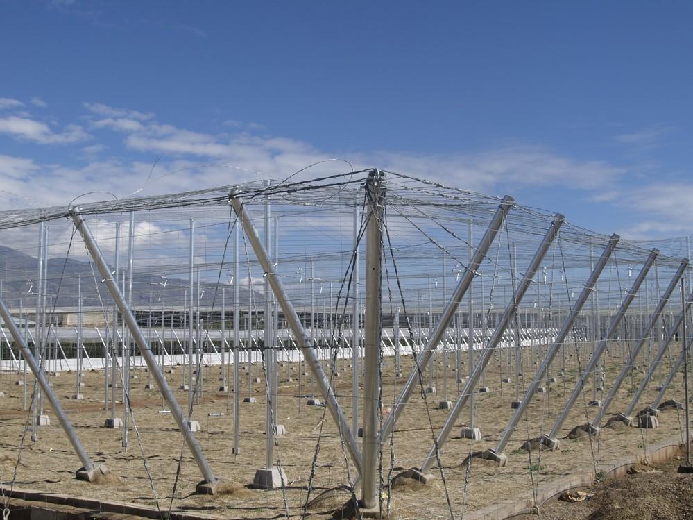 El Ayuntamiento recibe en 2016 un total de 200 peticiones de licencias para la modernización y construcción de invernaderos