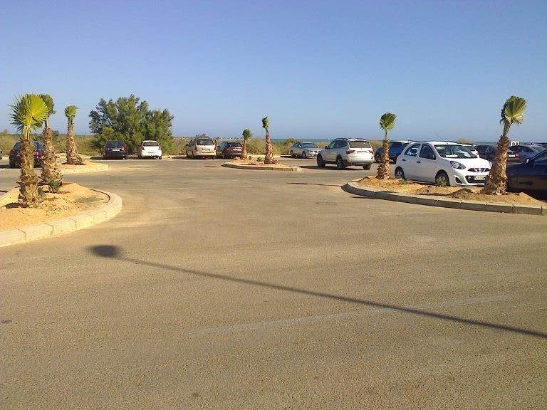 El Ayuntamiento embellece los espacios públicos con la plantación de palmeras y adelfas en  los aparcamientos del Campo de Rugby y Spirit Mar