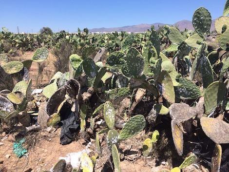 La Junta asegura no poder hacer nada para luchar contra la cochinilla de las chumberas