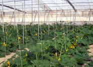 Luz verde a la ordenanza que regularizará la ordenación del entorno agrario para ofrecer una imagen más acorde a la competitividad del sector