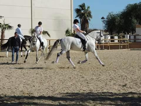 El  Club Hípico de Santa María del Águila estará presente este fin de semana en la II Copa de Andalucía de Doma Clásica