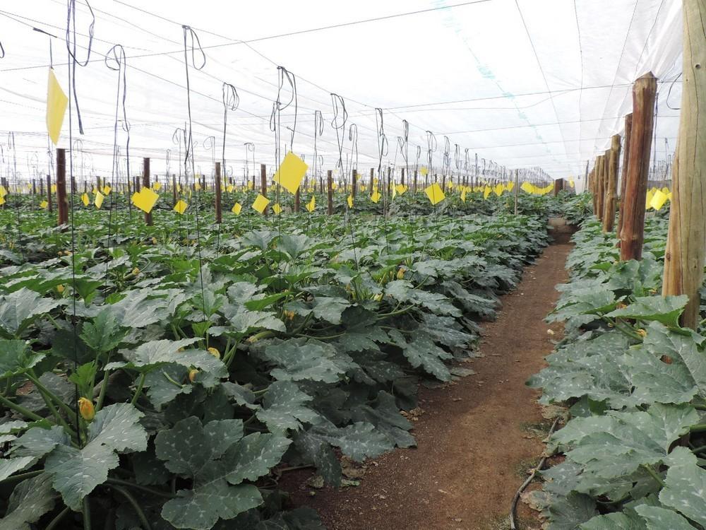 El calabacín se dispara por encima de los 4 euros el kilo, seguido de la berenjena que supera los 3'50 euros