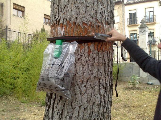 Koppert recomienda iniciar cuanto antes la colocación de trampas para el control biológico de la procesionaria