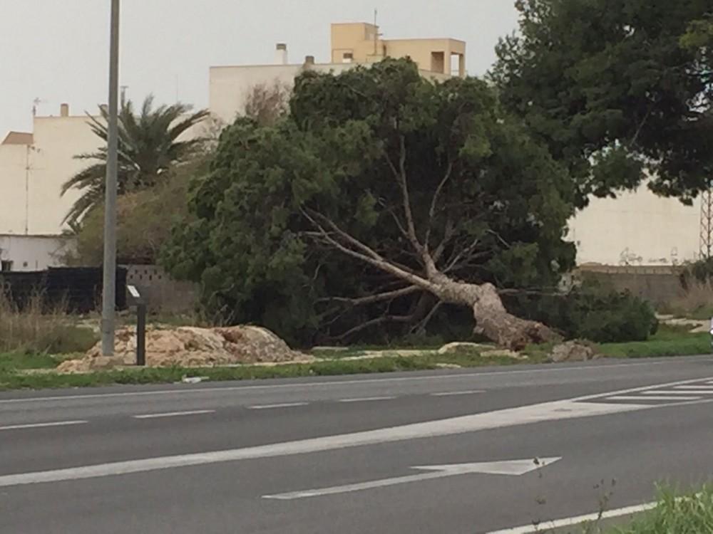 El fuerte viento derriba uno de los pinos centenarios del Paraje el Treinta en El Ejido