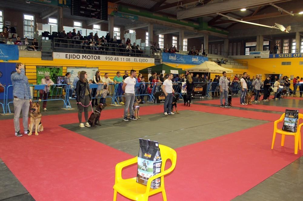 El Ejido celebra este fin de semana la V edición del Concurso Popular Canino y la Exposición Nacional e Internacional