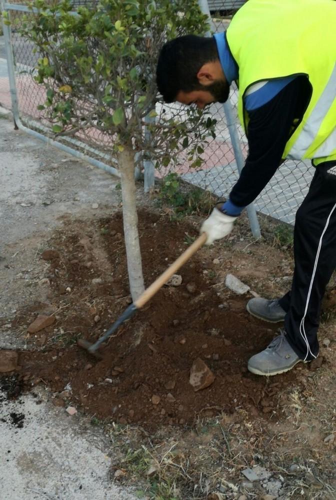 Nuevo arbolado embellece playas, plazas y espacios públicos abderitanos