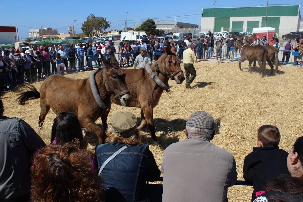 La Feria del Ganado registra un alto número de visitas consolidándose como un gran evento de promoción de la cultura tradicional