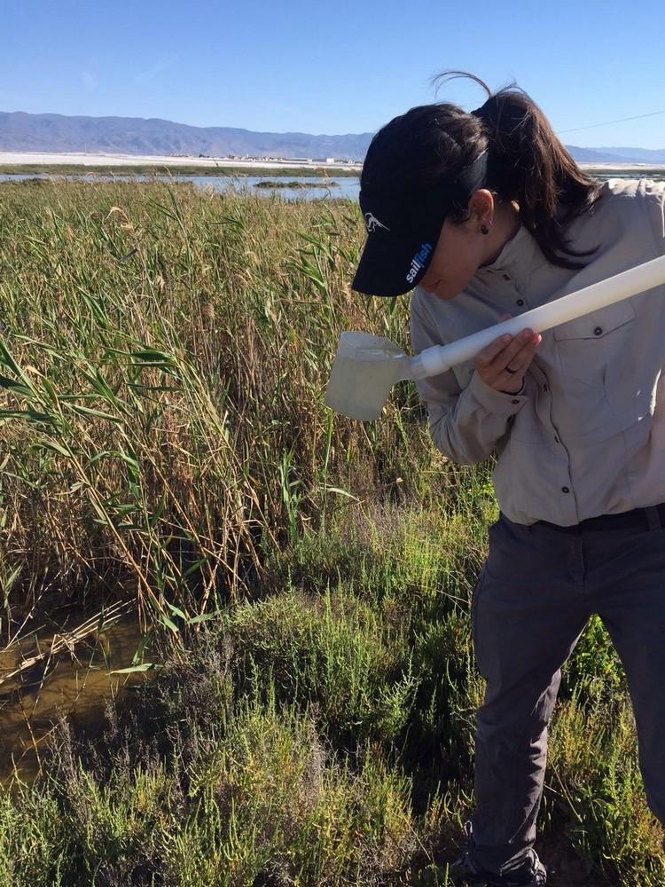 El Ayuntamiento ultima el estudio con los puntos estratégicos de actuación contra las mosquitos en Punta Entinas a la espera de la autorización de la Junta