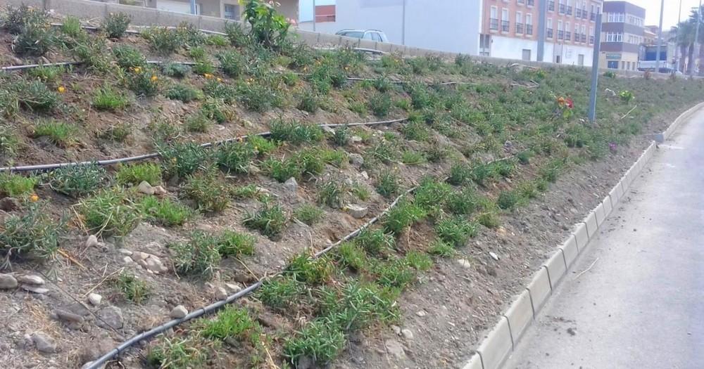 Renovación del sistema de riego y 5.000 nuevas plantas para el margen de la N-340 en La Curva