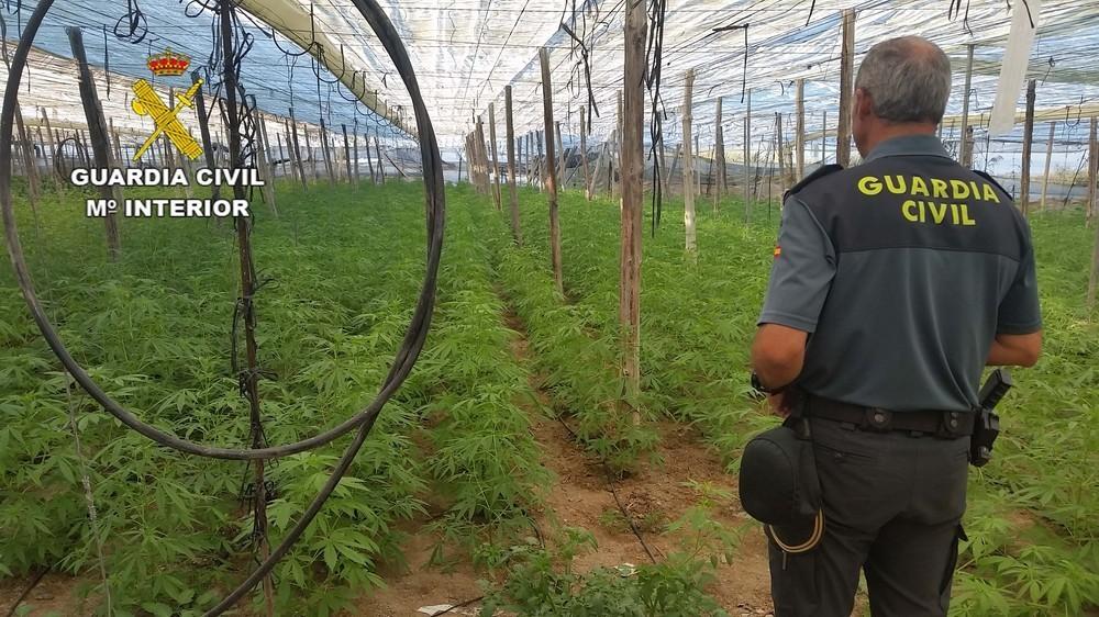 La Guardia Civil interviene más de 2500 plantas de marihuana en una explotación agrícola de Adra