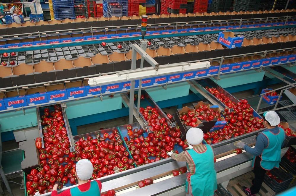 Los desempleados del manipulado cobrarán el paro solicitado en junio el próximo 10 de agosto