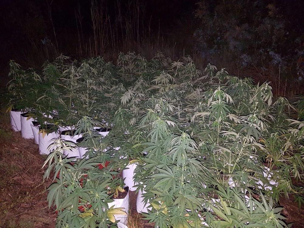 La Policía Local de El Ejido desmantela una plantación de marihuana camuflada entre matorrales y cañaverales