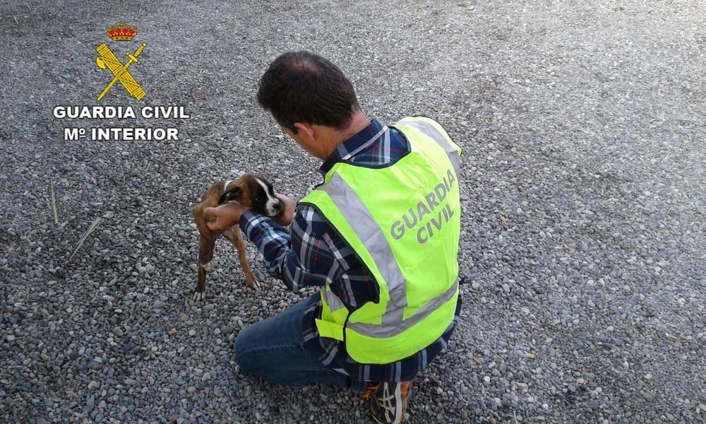 Investigan a dos personas por intentar vender un cachorro al propietario al que se lo habían robado