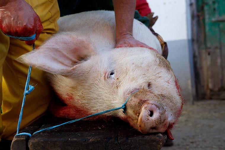 El Ayuntamiento de El Ejido pone en marcha su campaña anual para garantizar la salud de los productos derivados de la matanza del cerdo