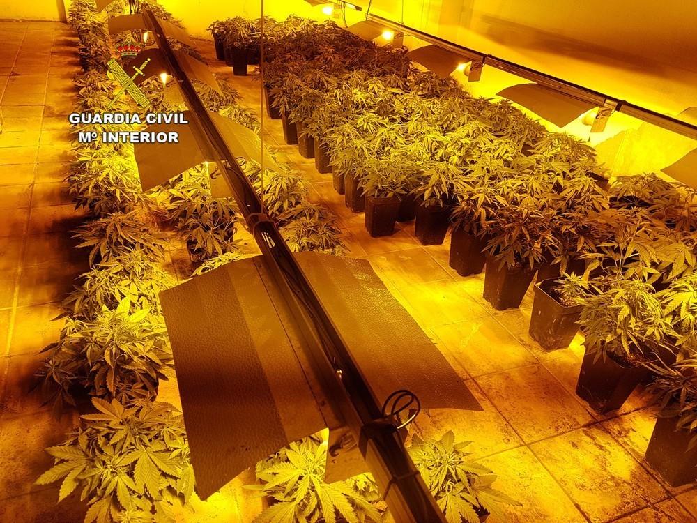 Detenido un vecino de El Ejido con una plantación de 340 plantas de marihuana