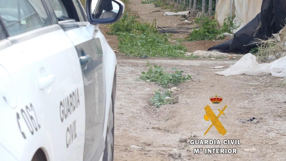 La Guardia Civil investiga al autor de los daños provocados en 4500 metros cuadrados de pimiento en un invernadero de El Ejido