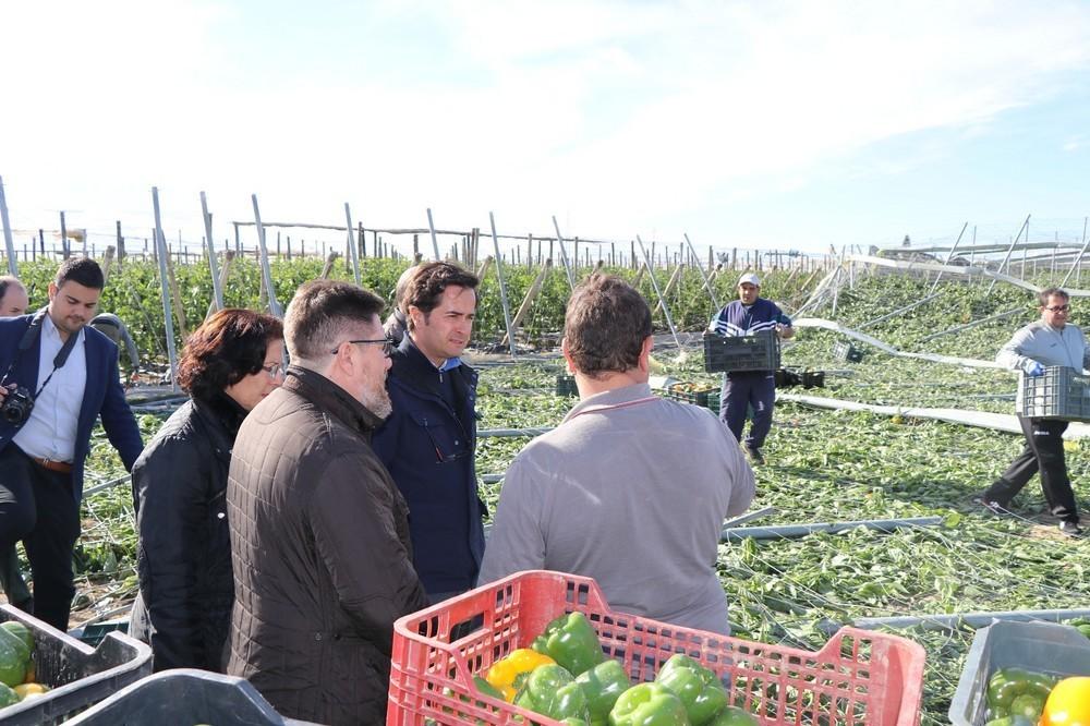 El Ayuntamiento de El Ejido cifra ya en 200 las hectáreas de invernadero afectadas por los tornados del día de Reyes en El Ejido