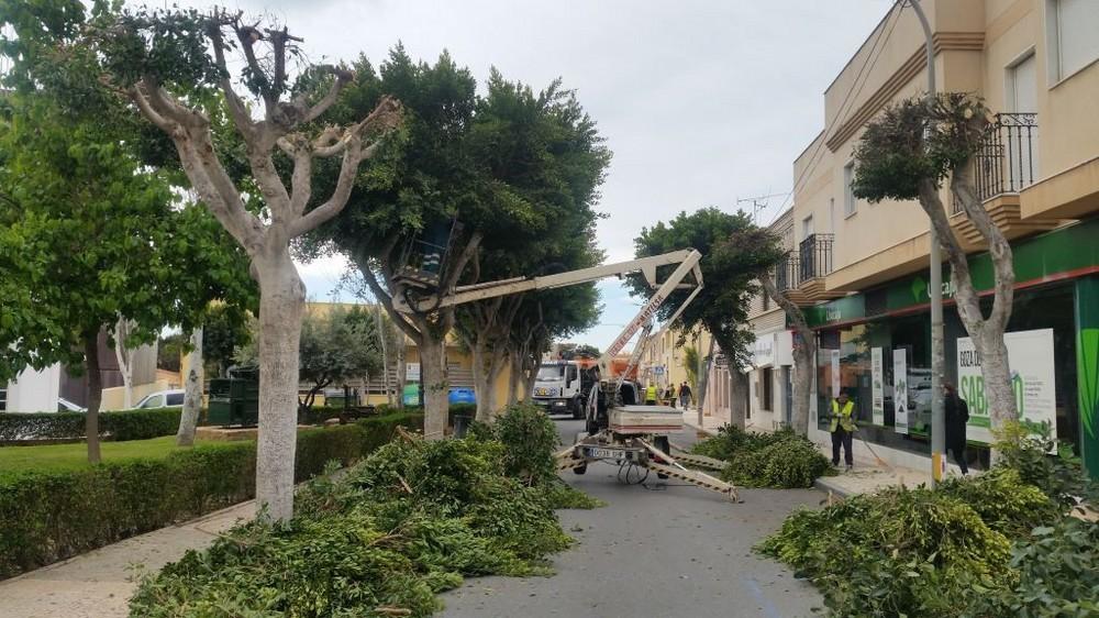 El Ayuntamiento de Vícar lleva a cabo labores de poda en aquellas calles afectadas por los itinerarios procesionales
