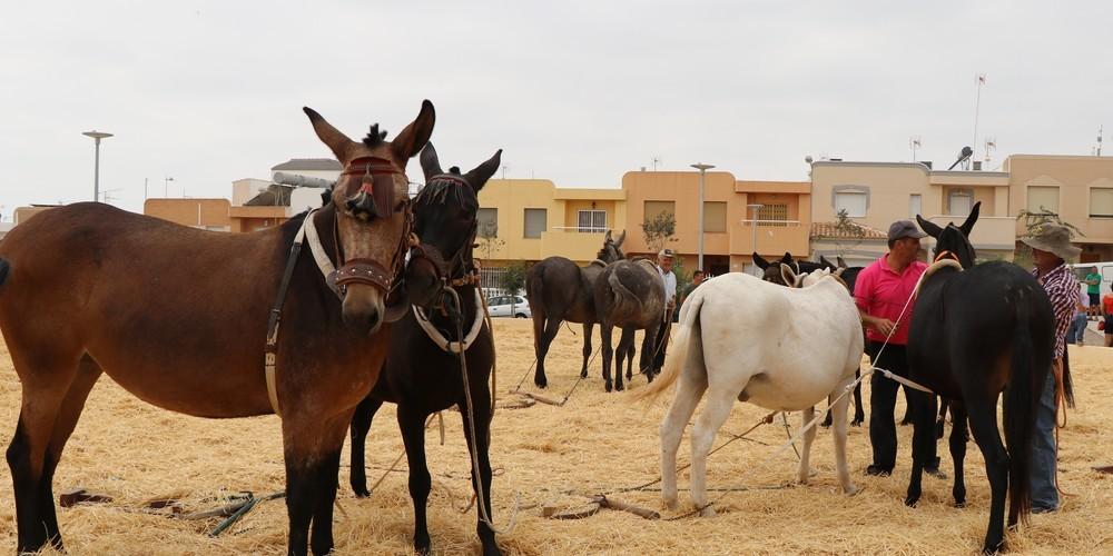 Santa María del Águila celebra este domingo su tradicional 'Día del Caballo' con una jornada de convivencia vecinal