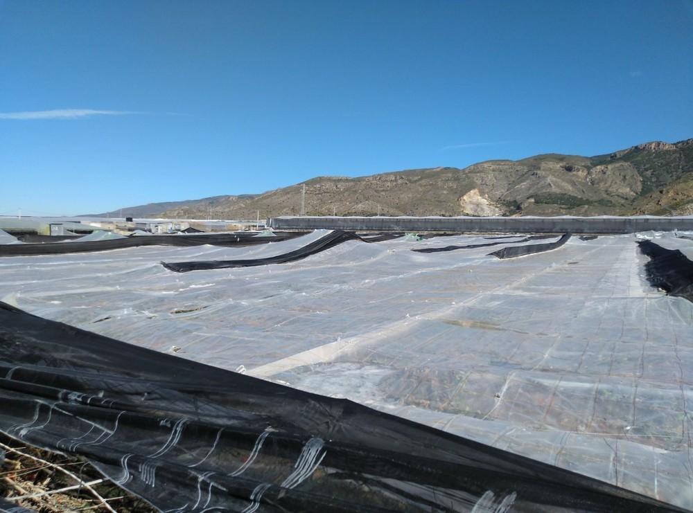 Las primeras estimaciones de daños por el granizo cifran en 15 las hectáreas afectadas en La Mojonera