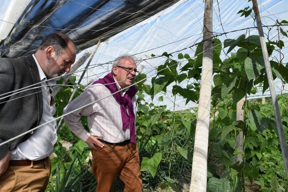 Vícar contabiliza en torno a 12 hectáreas de invernadero afectadas por la tormenta de granizo